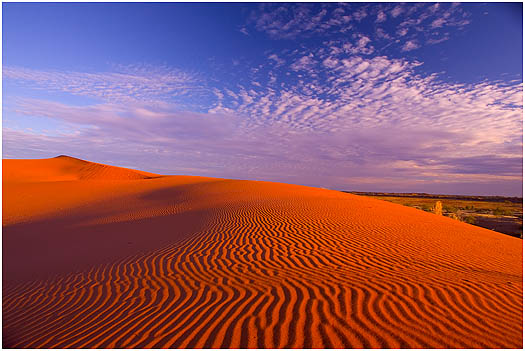 Deep Red sand dunes of the Strzelecki Desert in outback South Australia.