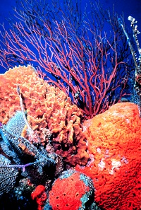 What do scientists think about the Great Barrier Reef?