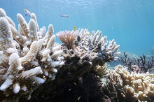 Great Barrier Reef will never be the same