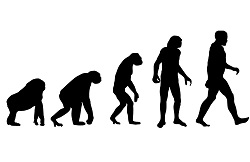 human-evolution_250