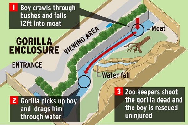 Gorilla_Cincinnati-Zoo-Gorilla-enclosure-graphic