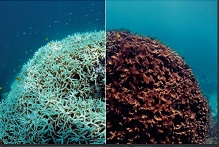 Temperature pushes Great Barrier Reef to tipping point