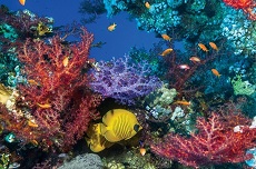 The Great Barrier Reef: a “living, resilient, beautiful system” under growing threat